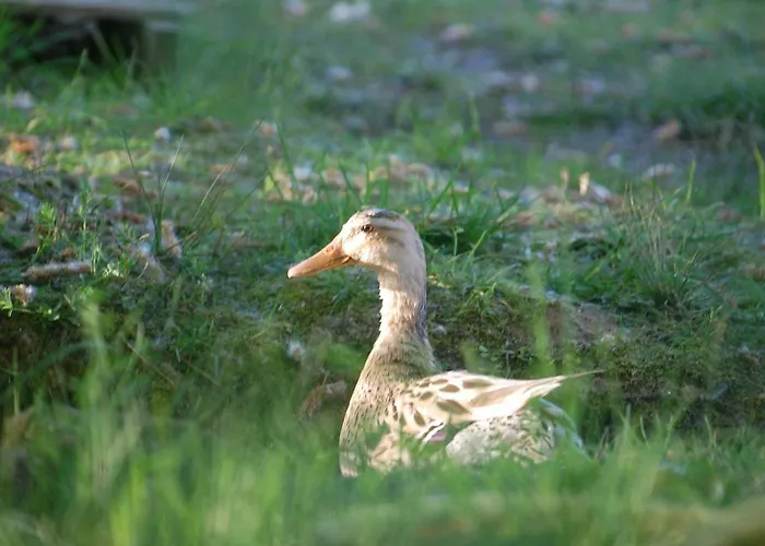 Arie - Chez Joelle Et Michel Pensión Dému